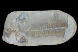 Pecopteris Fern Fossil (Pos/Neg) - Mazon Creek #89914-1